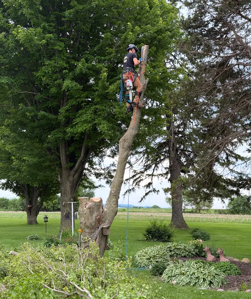 Arborist roped into a tree with a chainsaw, removing a tall trunk section by section above a lawn